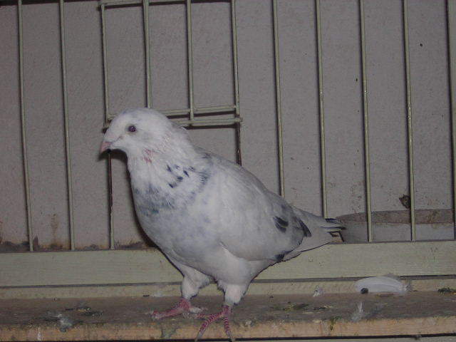 Picture 072 - Porumbei mai vechi