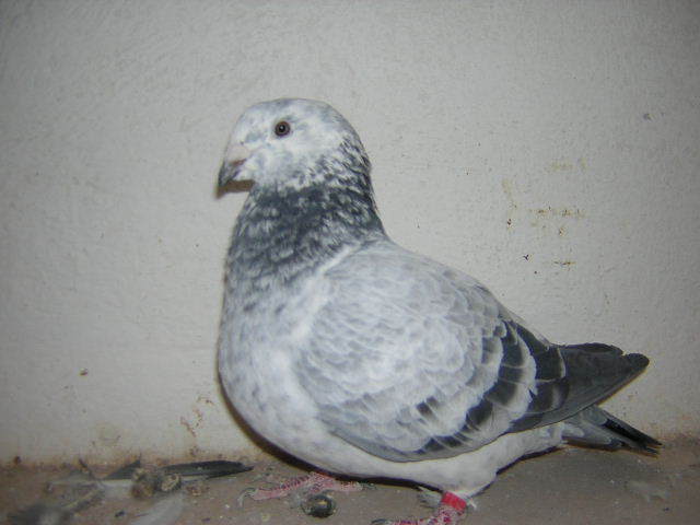 Picture 073 - Porumbei mai vechi