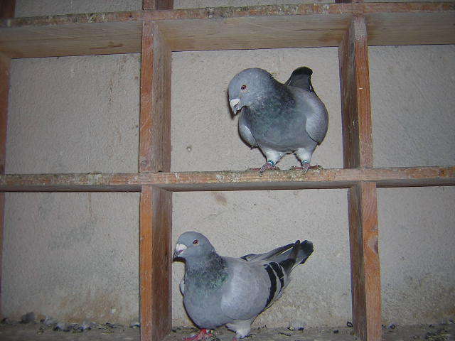 Picture 076 - Porumbei mai vechi