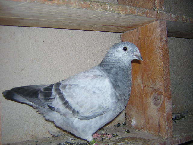 Picture 077 - Porumbei mai vechi