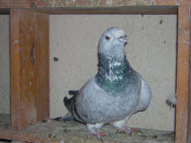 Picture 080 - Porumbei mai vechi