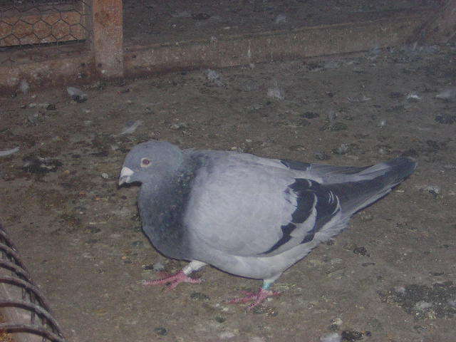 Picture 081 - Porumbei mai vechi