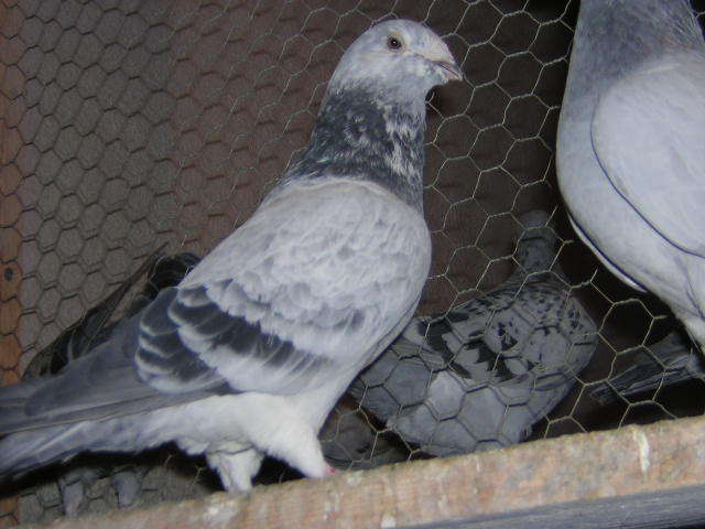 Picture 082 - Porumbei mai vechi