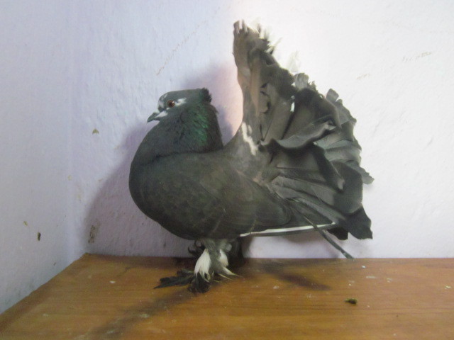 f. vanduta - PORUMBEI VINDUTI