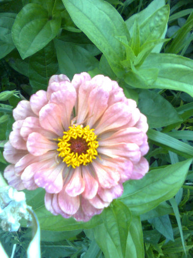 Imagine0562 - FLORILE MELE