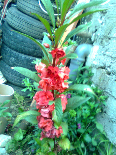 Imagine0563 - FLORILE MELE