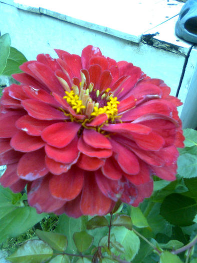 Imagine0564 - FLORILE MELE