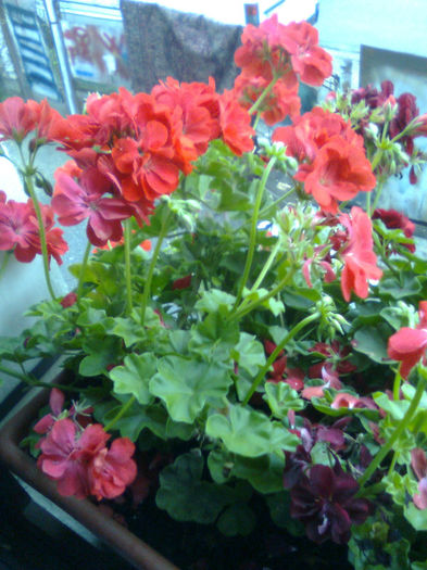 Imagine0578 - FLORILE MELE