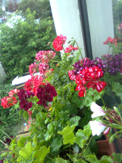 Imagine0579 - FLORILE MELE