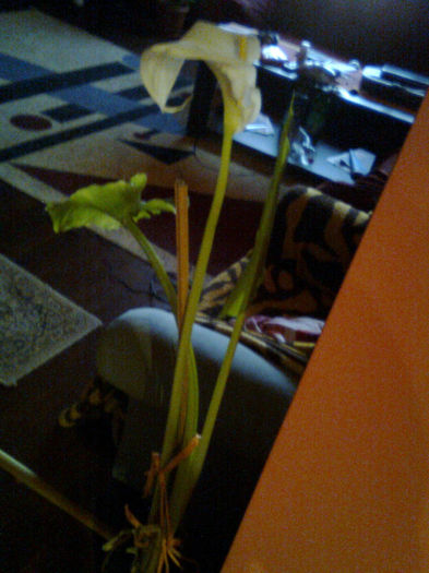 Imagine0665 - FLORILE MELE