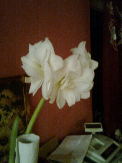 Imagine0675 - FLORILE MELE