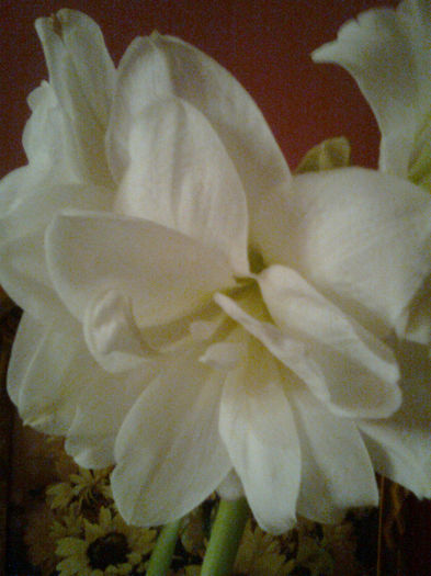 Imagine0678 - FLORILE MELE