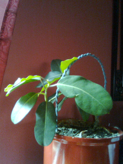 Imagine0779 - FLORILE MELE