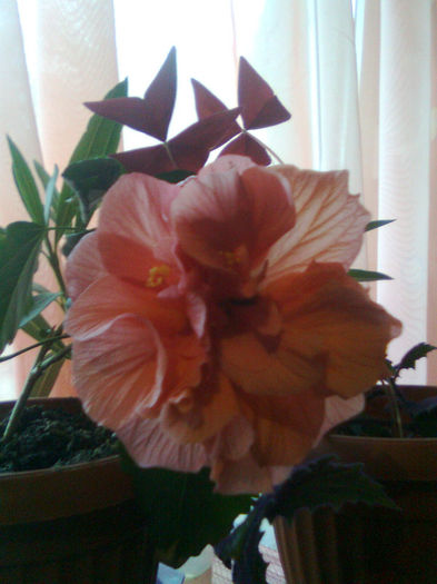 Imagine0782 - FLORILE MELE