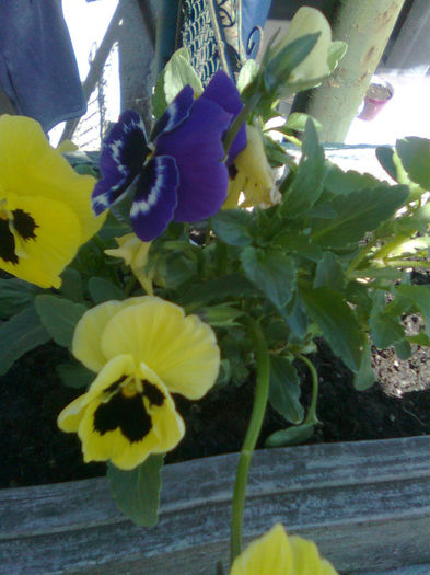 Imagine0834 - FLORILE MELE