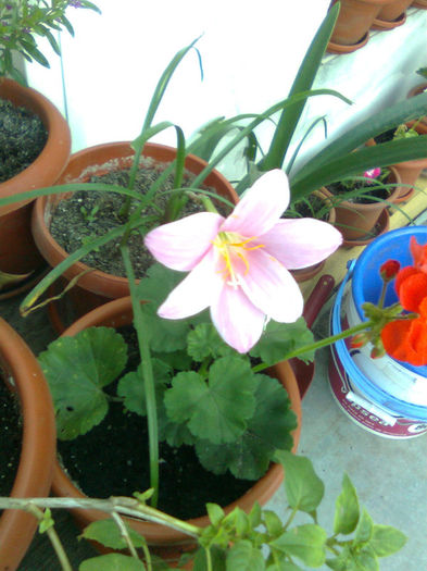 Imagine0852 - FLORILE MELE