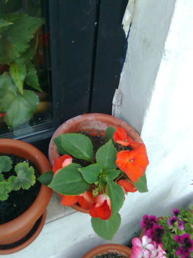 Imagine0853 - FLORILE MELE