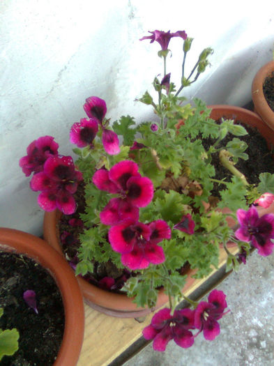 Imagine0854 - FLORILE MELE