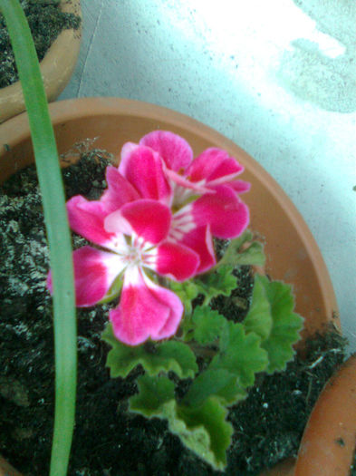 Imagine0855 - FLORILE MELE