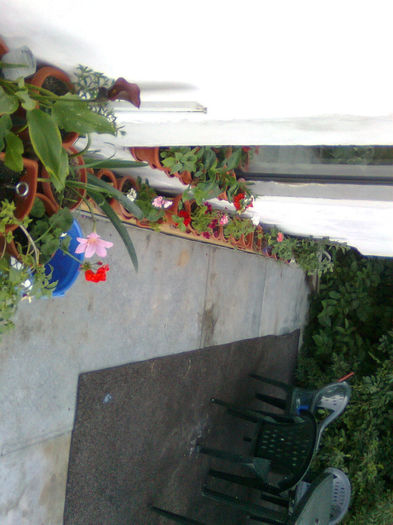 Imagine0860 - FLORILE MELE