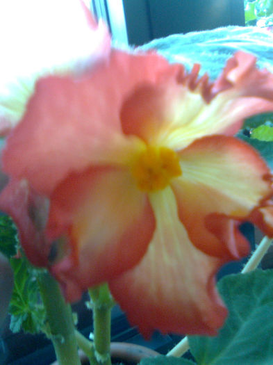 Imagine0868 - FLORILE MELE