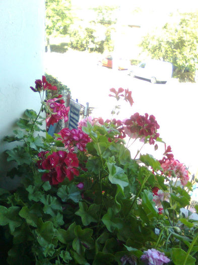 Imagine0923 - FLORILE MELE