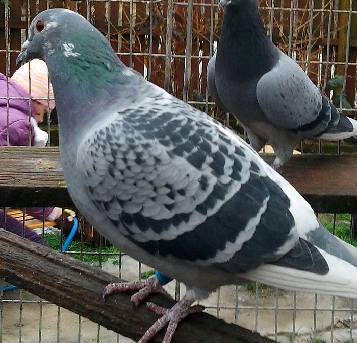 IMG_20130119_142637-2