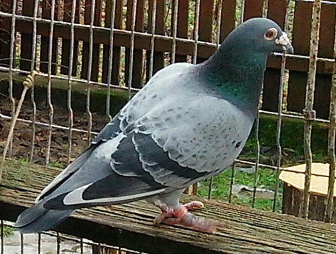 IMG_20130120_120328-1