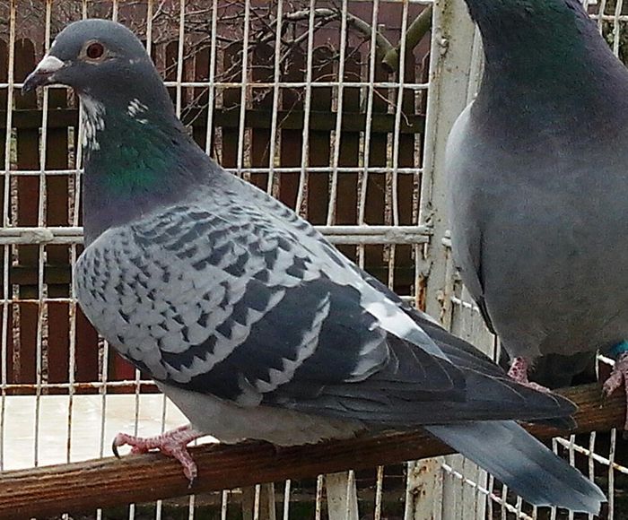 IMG_20130120_120352-2