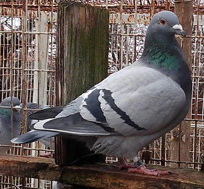 IMG_20130120_115839-1