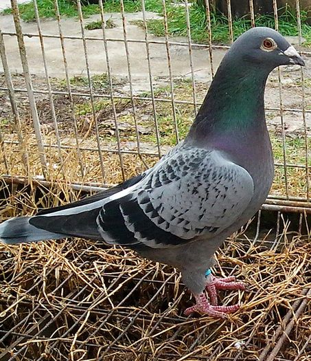 IMG_20130120_120513-1