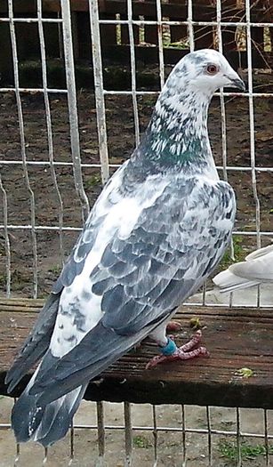 IMG_20130120_120035-1