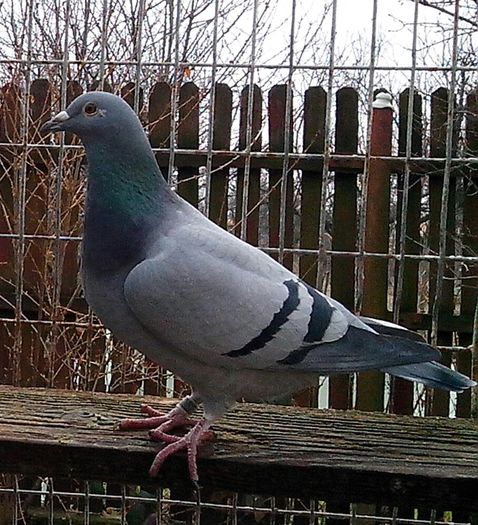 IMG_20130120_120417-1