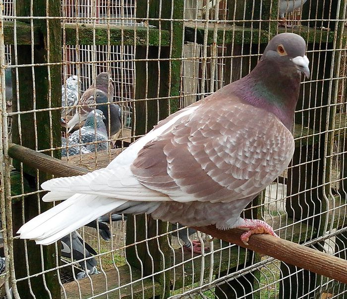 IMG_20130120_120345-1