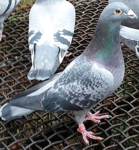 IMG_20130119_142650-1-1