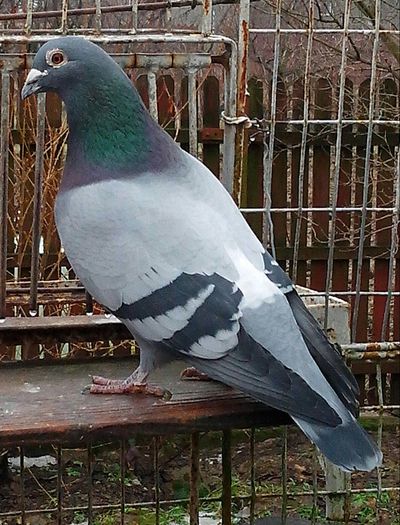 IMG_20130119_142607-1