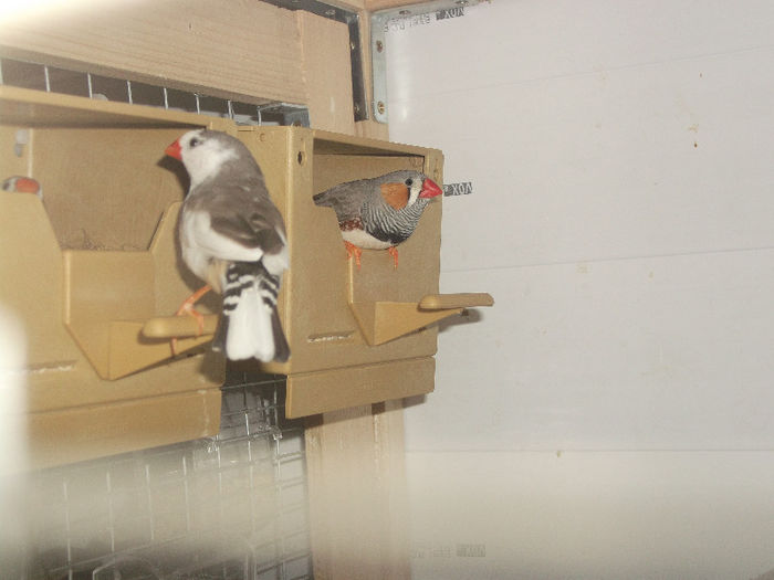 Mascul Pied si Mascul Normal