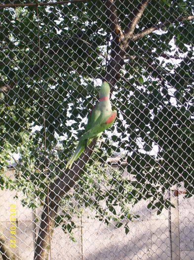 marele Alexander; marele alexander
