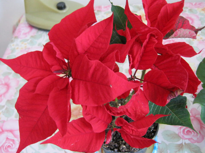 IMG_4921 - Florile mele 1