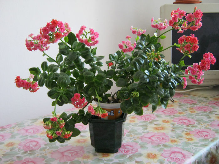 sunt doar in apa - Florile mele 1