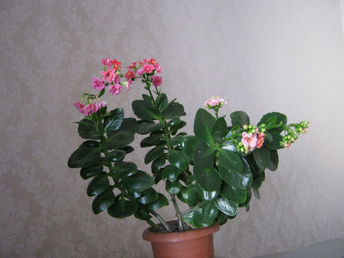 IMG_4972 - Florile mele 1