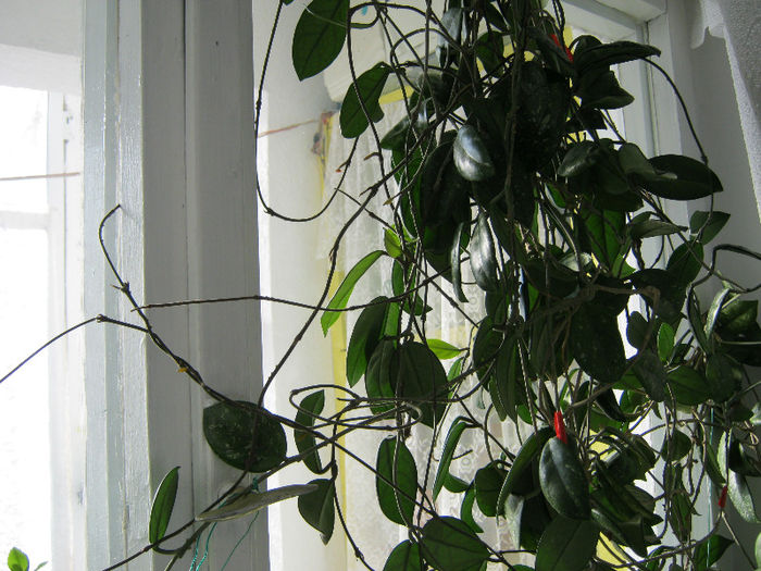 IMG_5000 - Florile mele 1