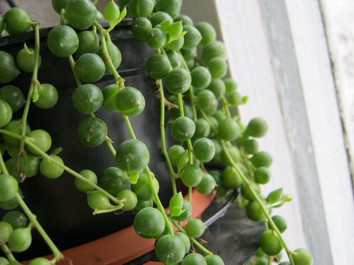 Senecio rowleyanus - Florile mele 1