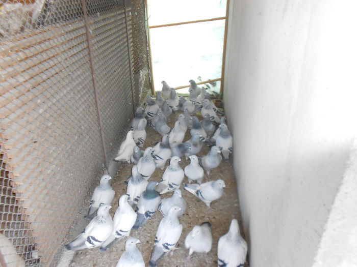 069 - porumbei de vanzare 01-02-2013