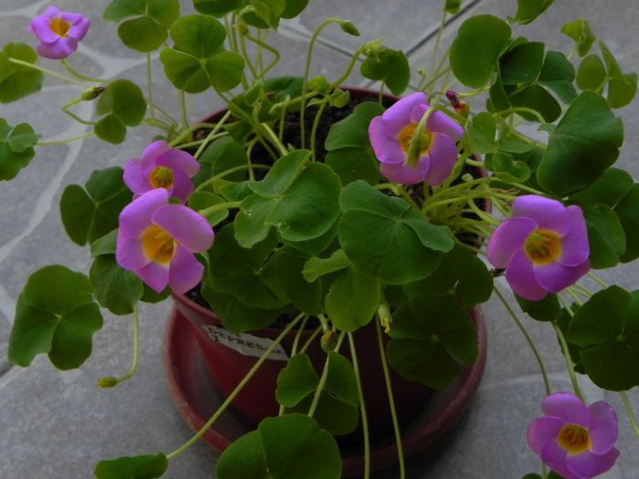 Oxalis depressa