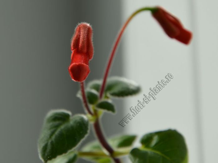 Sinningia Gabriel s Horn - GLOXINIA _ SINNINGIA
