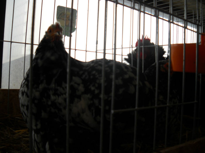 Picture 024