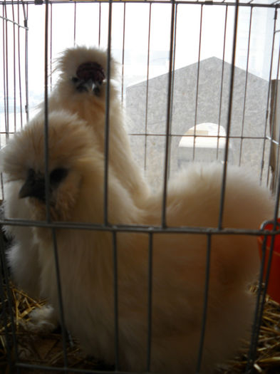 Picture 029