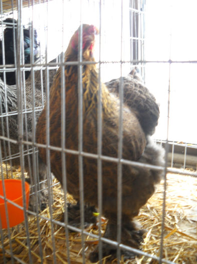 Picture 032