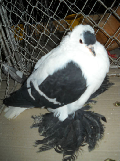 Picture 227